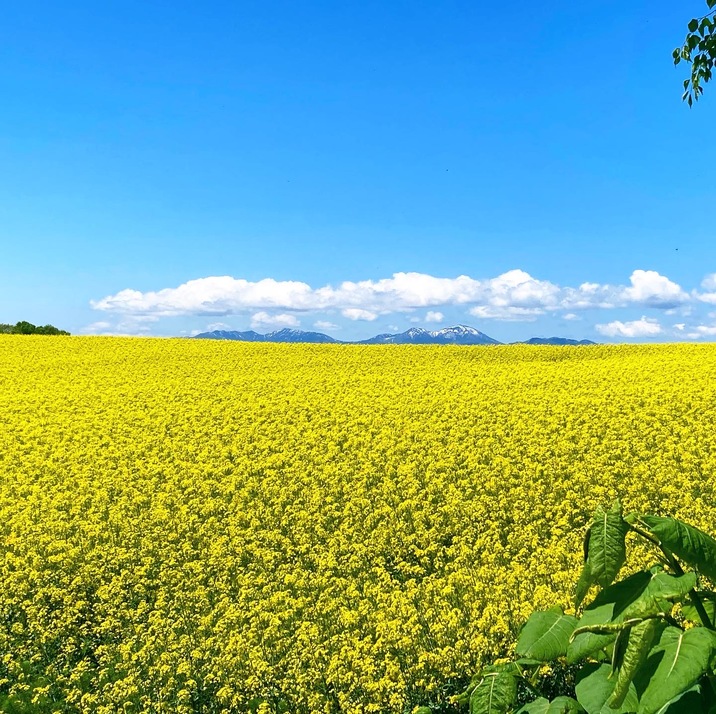 菜の花畑